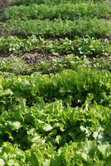 Green Salad anf laves of parsley, dill. Carved leaves.