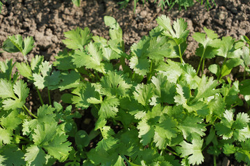 Green laves of parsley. Carved leaves.