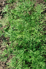 Green laves of dill. Carved leaves.