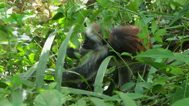 Red Colobus Monkey (Procolobus kirkii) in Jozani Forest on island of Zanzibar, Tanzania, Africa. Close up of feeding on leaves and fruits.