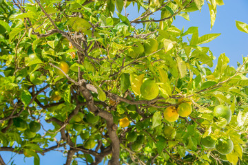 Citrus tree leaves close up