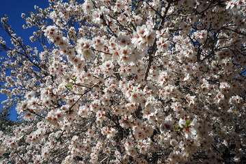 Almond tree
