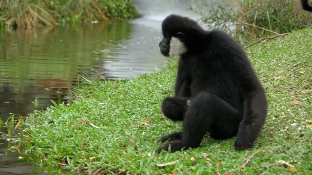 Northern White Cheeked Gibbon sits on a meadow by a pond or river at the Zoo. Thailand. Slow Motion in 96 fps.