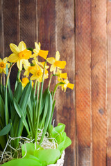 Yellow daffodils in a festively decorated basket on old rustic wooden background.