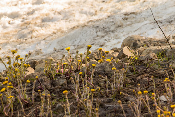 the first flowers blossom on a spring warm day