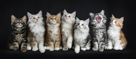 Row of seven maine coon cats / kittens sitting / laying down looking up and one yawning / screaming...