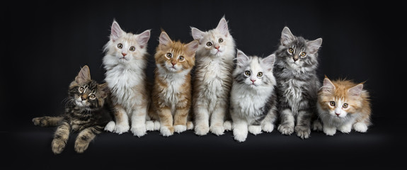 Row of seven maine coon cats / kittens sitting / laying down looking straight in lens isolated on...