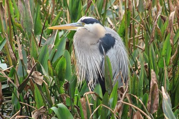 Great Blue Heron in marsh