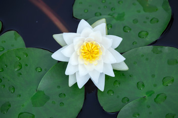 lotus, waterlily