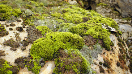 Green Moss growing on rock