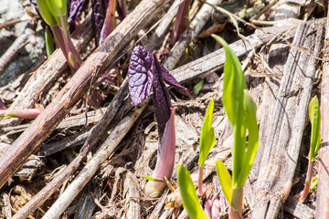 the first flowers appeared from under the snow