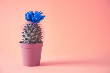 Cactus in pot isolated on pink background