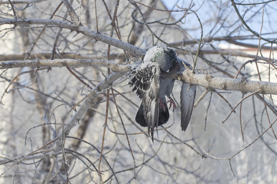 frozen dove in the winter on the branches of a tree