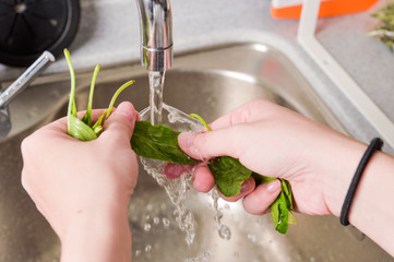 Taiwan Basil cleaning with hand and water in recipe