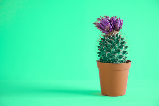 Cactus in pot isolated on green background