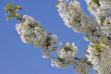 Blühender Kirschbaum in Kroatien