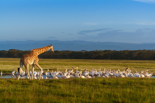Rothschild's Giraffe (Giraffa camelopardalis) and pelicans