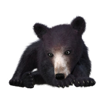 3D Rendering Black Bear Cub on White