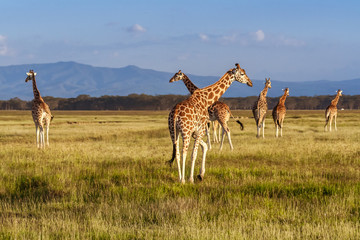 Rothschild's Giraffes (Giraffa camelopardalis)