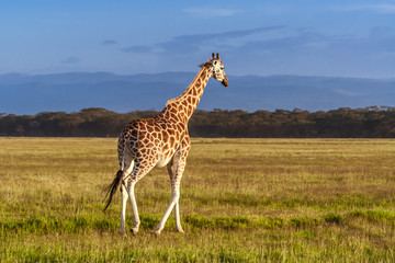 Rothschild's Giraffe (Giraffa camelopardalis)