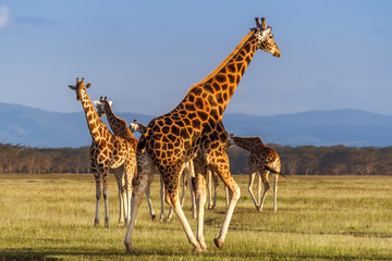 Rothschild's Giraffes (Giraffa camelopardalis)