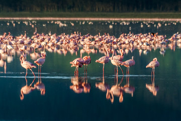 Flocks of pink flamingos - obrazy, fototapety, plakaty