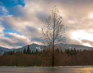 Tree against Sky