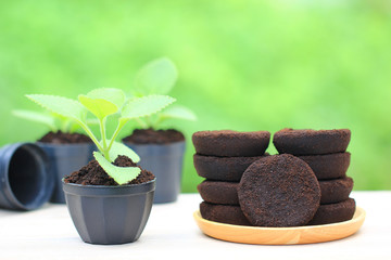 Coffee ground, Coffee residue is applied to the tree and is a natural fertilizer, Gardening hobby