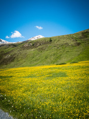 field in the mountains with golden yellow botton flowers