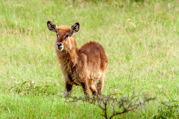 Young brown antelope Waterbuck