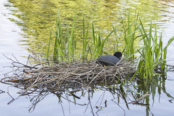 Breeding coot