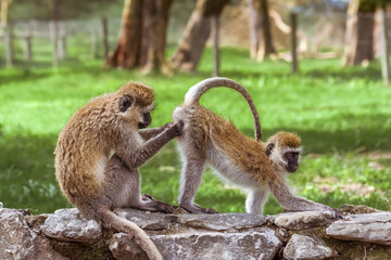 Two african monkeys