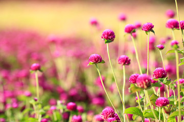 Fototapeta premium Pink Globe Amaranths on Natural background (Gomphrena Martiana)