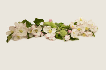 Apple blossoms on a white background. Apple tree branch in bloom. Flowers at border of image with copy space for text. Top view.