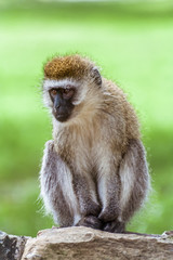 Naklejka na ściany i meble Vervet Monkey (Chlorocebus Pygerythrus)