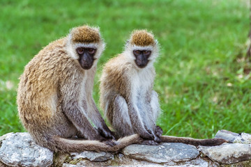 Two african monkeys