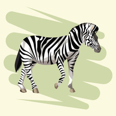 Beautiful zebra drawing vector illustration graphic design