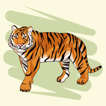 Beautiful tiger drawing vector illustration graphic design