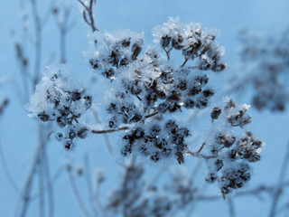 Ice crystal on flowers