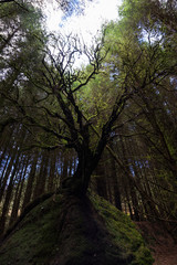 A tree growing from a large rock in a clearing surrounded by tall trees 
