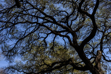 A view Zilker Botanical Garden in Austin TX in Spring time