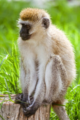 Vervet Monkey (Chlorocebus Pygerythrus)