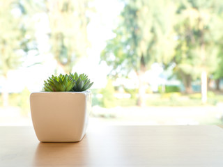 The green plastic cactus is in a white pot. Put on a wooden table The front of the window