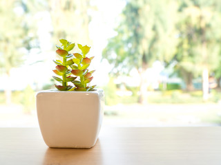 The green plastic cactus is in a white pot. Put on a wooden table The front of the window