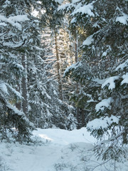 Sunlight on a snowy pine