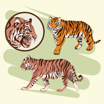 Beautiful tiger drawing vector illustration graphic design