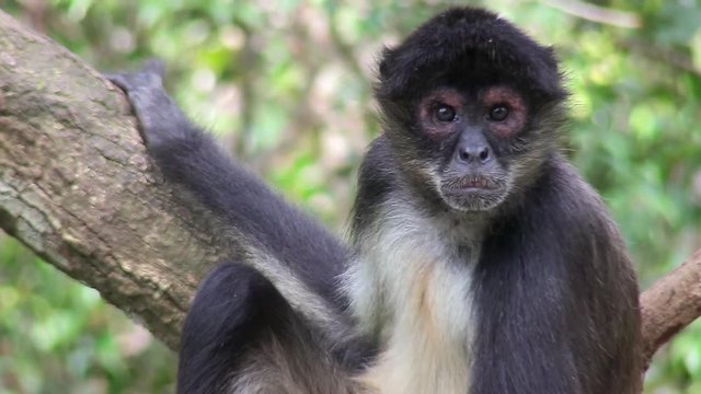 A spider monkey sits in a tree.