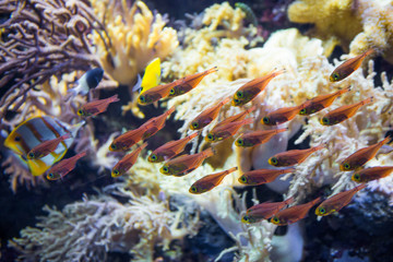 Fish in S.E.A. Aquarium,  Singapore