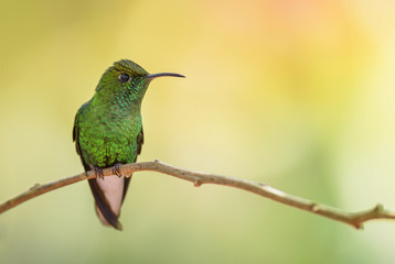 Coppery-headed Emerald - Elvira cupreiceps, beautiful small green hummingbird from Costa Rica La Paz.