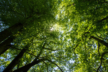 Fototapeta na wymiar green dome of thick leaves of trees